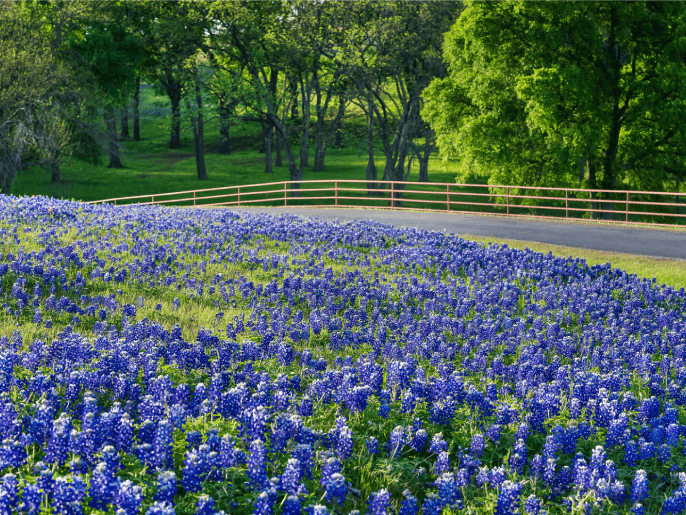 What tires do you need for Lewisville weather?