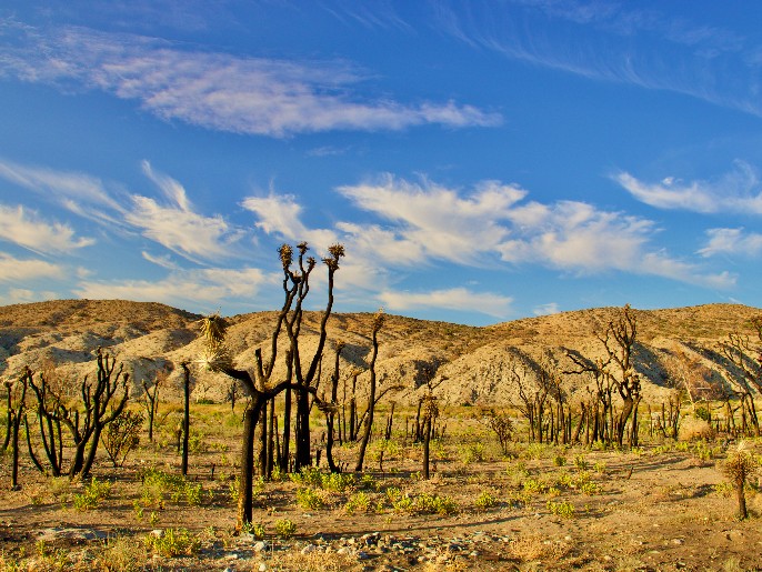 What tires do you need for Palmdale weather?