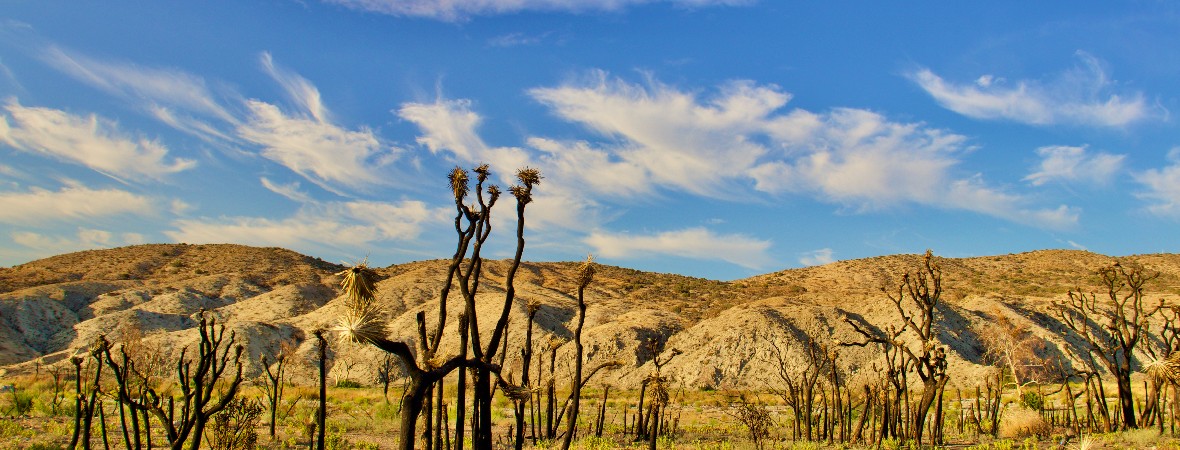 What tires do you need for Palmdale weather?