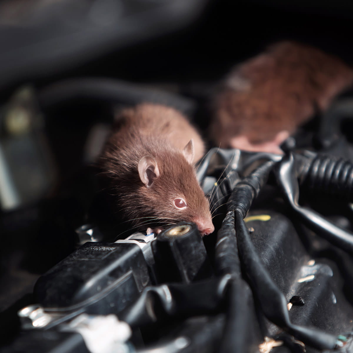 Car Rodent Prevention in Chicago, IL